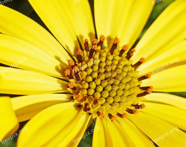 Blossom Bloom Yellow Early Bloomer Spring