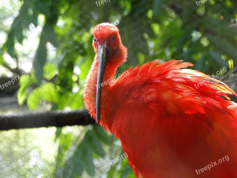 Scarlet Ibis Bird Re Red Nature