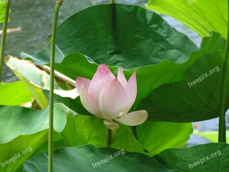 Flower Lilly Lotus Plant Floral