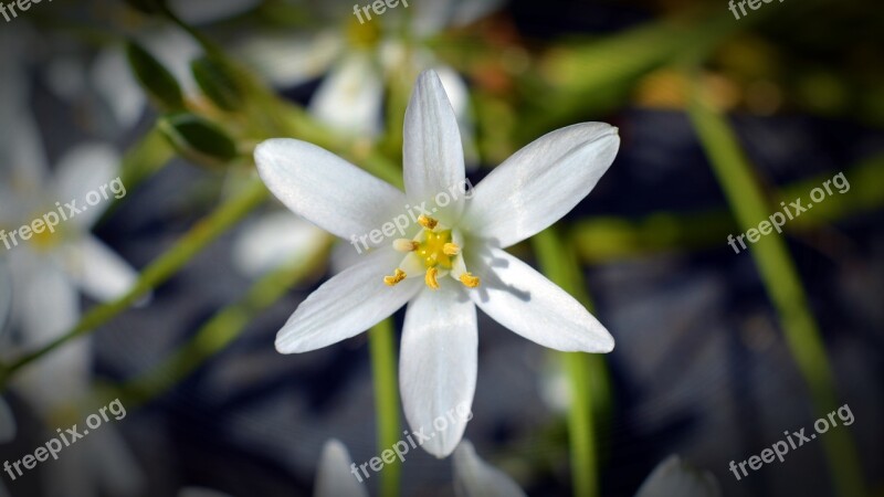 Flower Blossom Bloom Weed Cones Milk Star