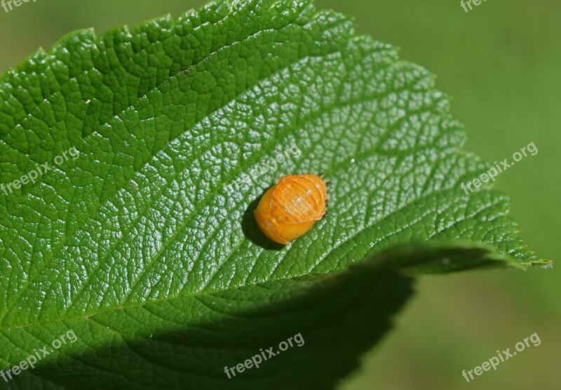 Ladybug Pupa Leaf Underside Close-up Ladybug Pupa