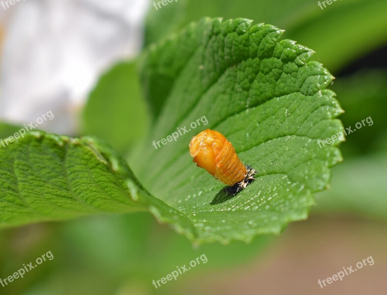 Ladybug Pupa Leaf Underside Close-up Ladybug Pupa