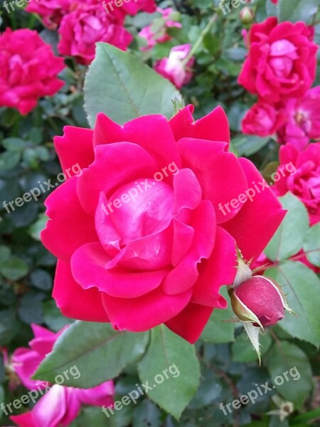 Roses Single Rose Blossom Flower Red Roses