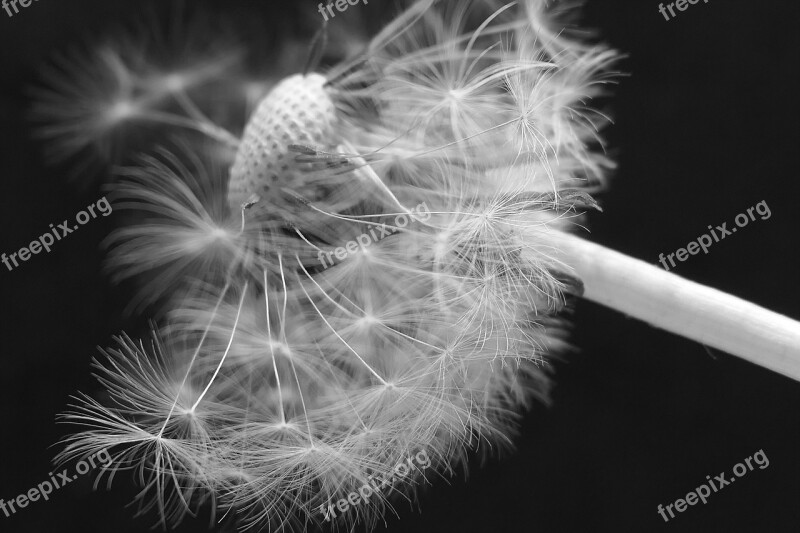 Dandelion Dandelion Flower Umbrella Blossom Bloom