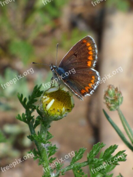 Butterfly Aricia Cramera Brunette Moreneta Southern Libar