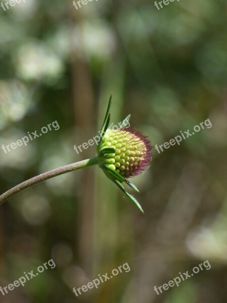 Wild Flower Plant Architecture Plant Geometry Spring Free Photos