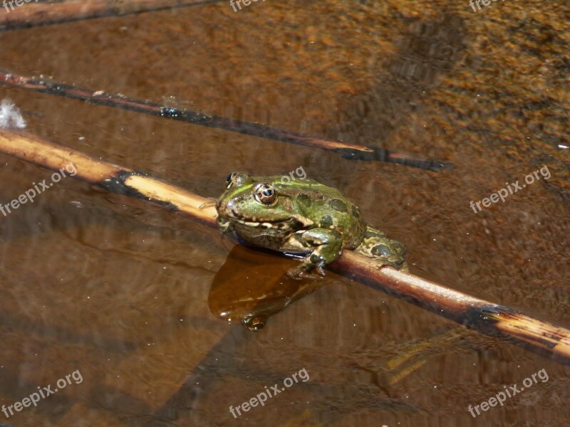 Frog Batrachian Raft Cane Soak Up The Sun