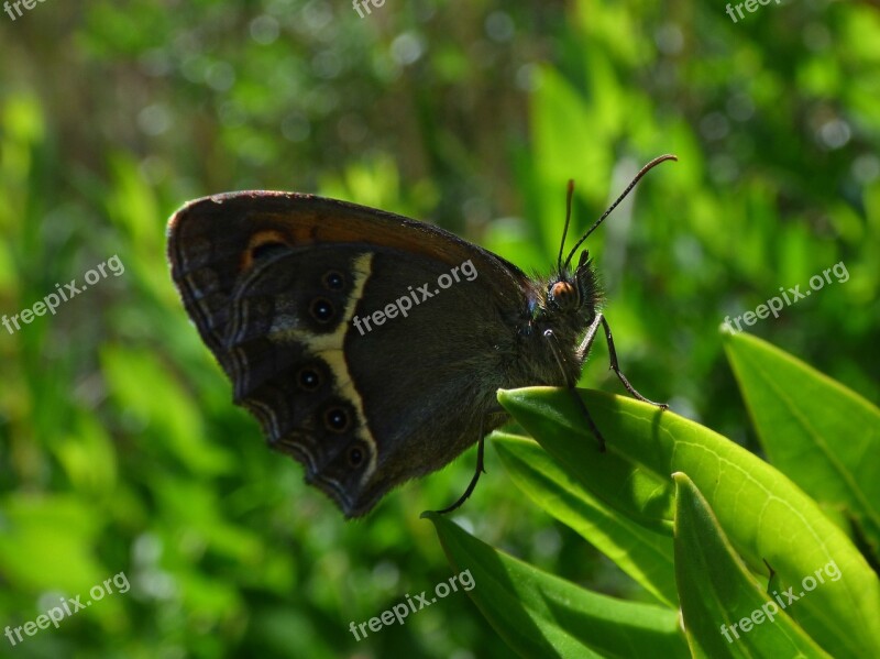 Butterfly Detail Lobito List Pyronia Bathseba Cintada Saltabardisses