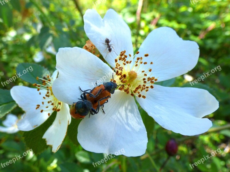 Mylabris Quadripunctata Ladybug Beetle Meloideo Rosa Canina Wild Flower