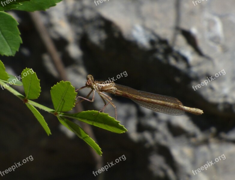 Dragonfly Winged Insect Leaves Platycnemis Acutipennis Free Photos