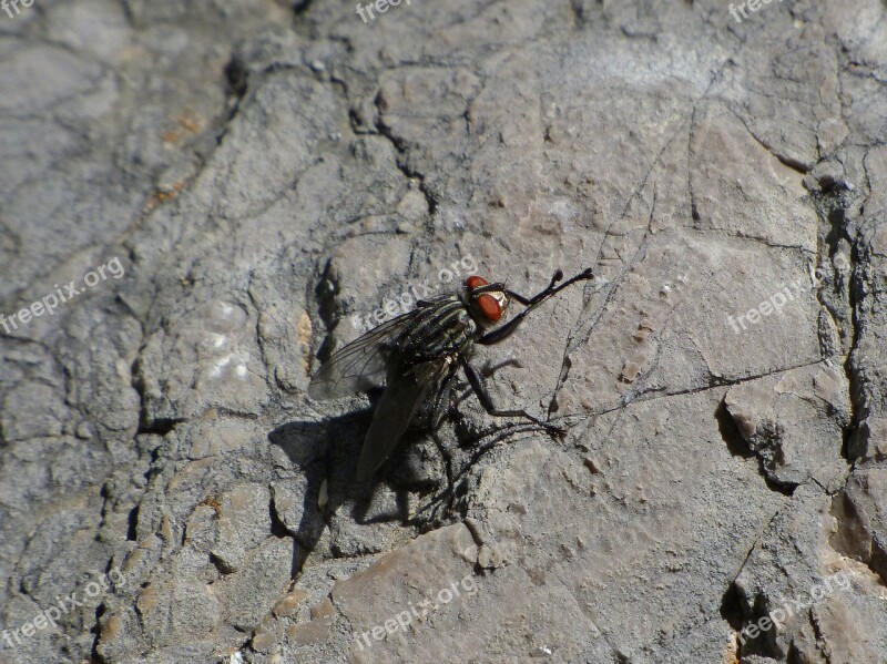 Botfly Fly Vironera Sarcophaga Carnaria Fly Of The Meat Gadfly