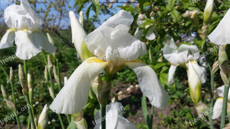 Iris Flower Spring Sun Nature