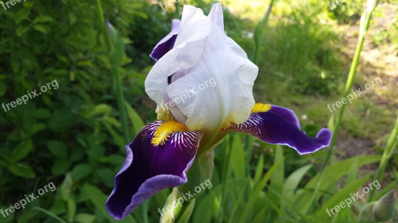 Iris Flower Spring Sun Nature