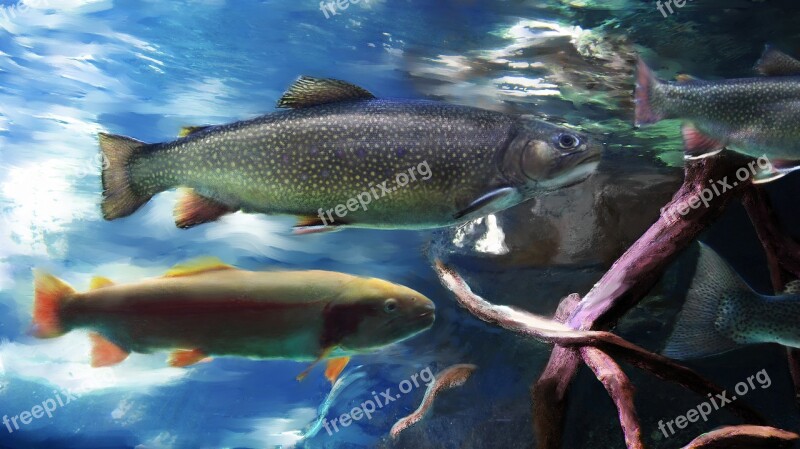 Trout Fish Aquarium River Stream