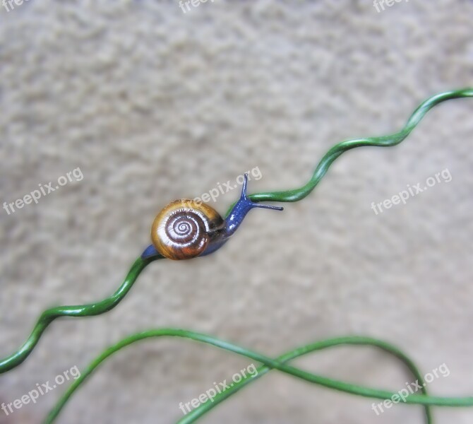 Snail Blue Snail Squiggle Grass Ornamental Grass