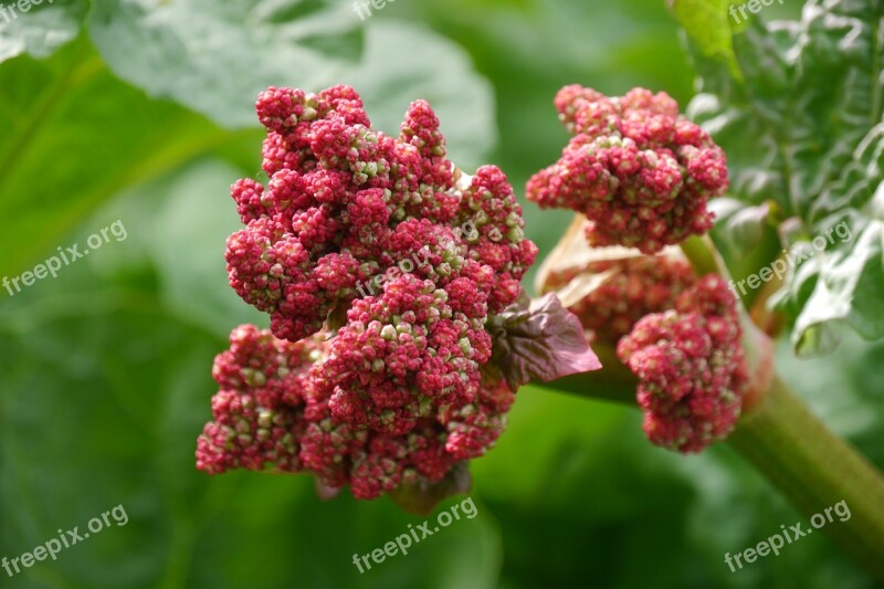 Rhubarb Rhubarb Flower Nature Garden Free Photos