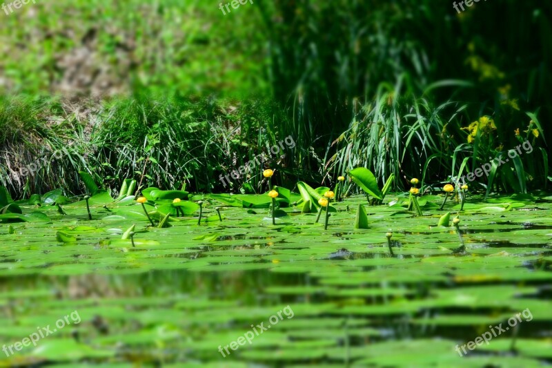 Yellow Water Lily Green Water Nature Free Photos