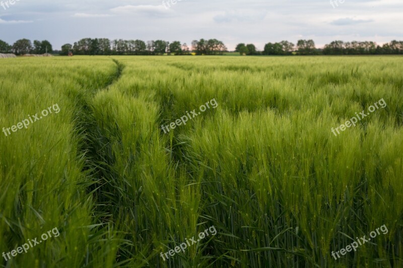 Cornfield Field Green Agriculture Nature