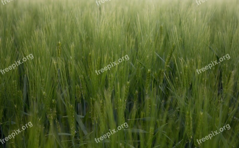 Cornfield Field Green Agriculture Nature