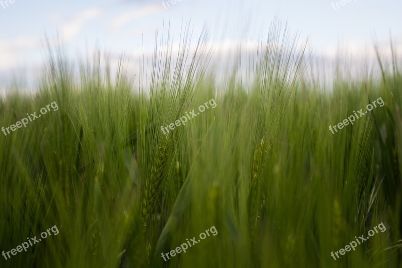 Cornfield Field Green Agriculture Nature