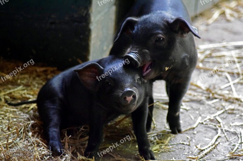 Piglet Animal Children Playful Free Photos