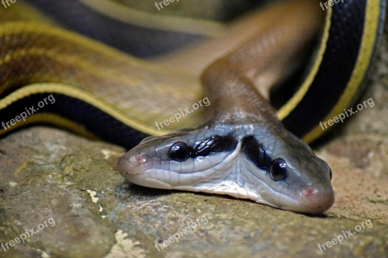 Snake Two Heads Malformation Free Photos