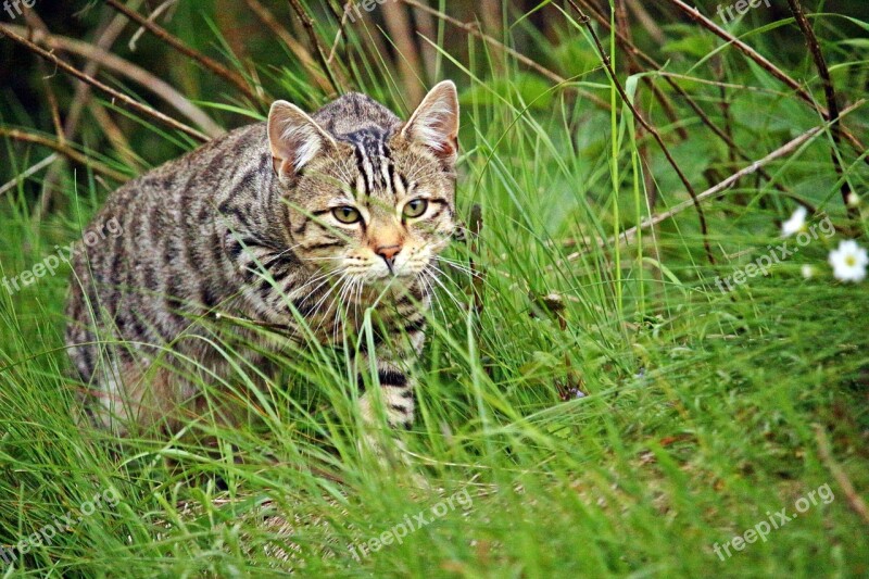 Cat Tiger Tiger Cat Sneak Up On Stalk