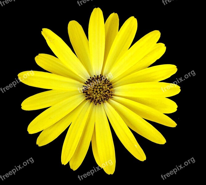 Yellow Flower Black Background Flower Free Photos