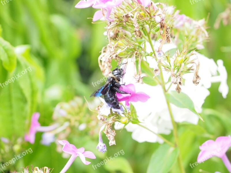 Big Blue Wooden Bee Blue Black Wooden Bee Violet-winged Wood Bee Xylocopa Violacea Bien