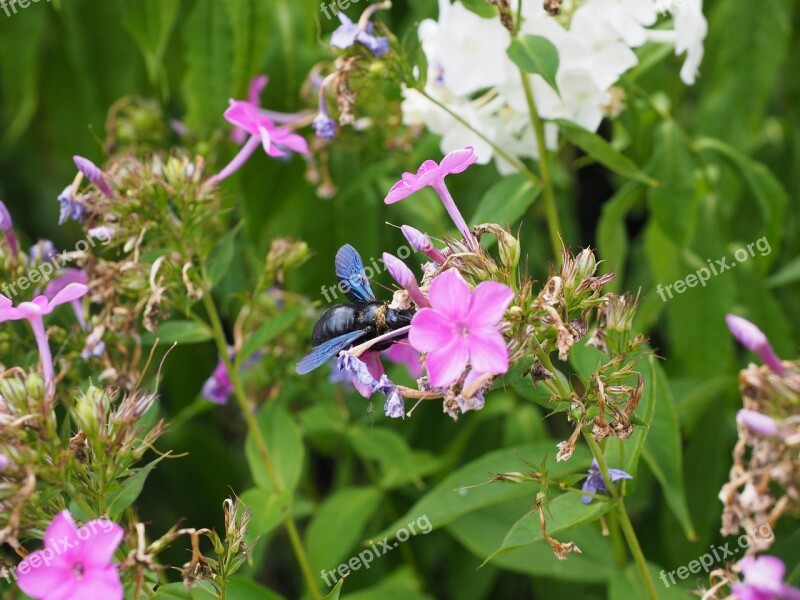 Big Blue Wooden Bee Blue Black Wooden Bee Violet-winged Wood Bee Xylocopa Violacea Bien