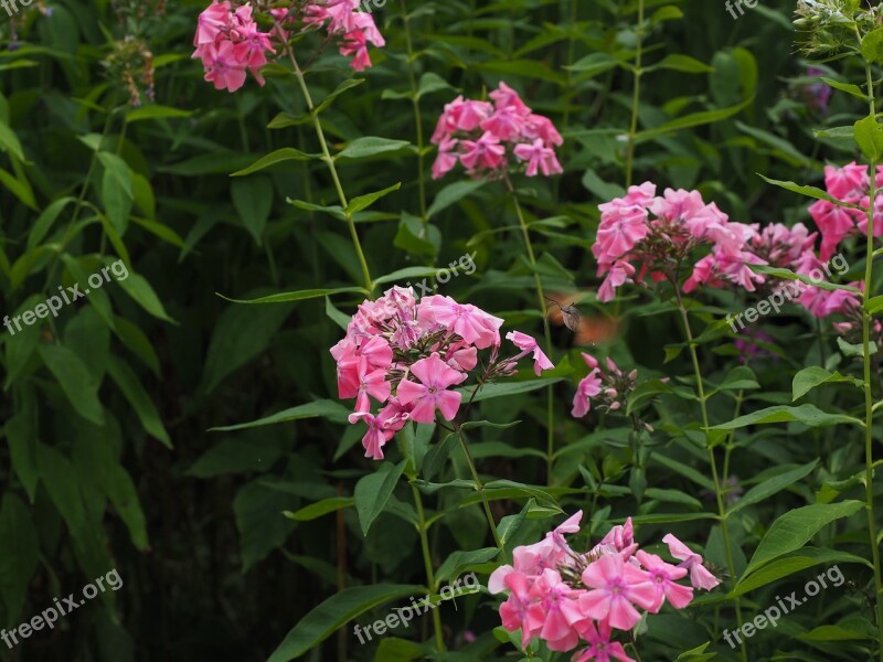 Hummingbird Hawk Moth Macroglossum Stellatarum Dove Tail Carp Tail Butterfly