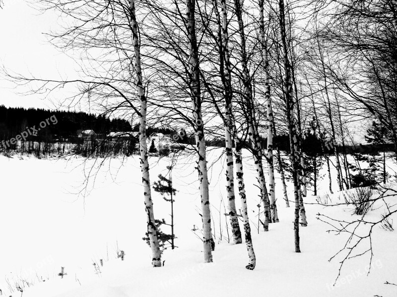 Finland Birch Snow Winter Landscape Trees