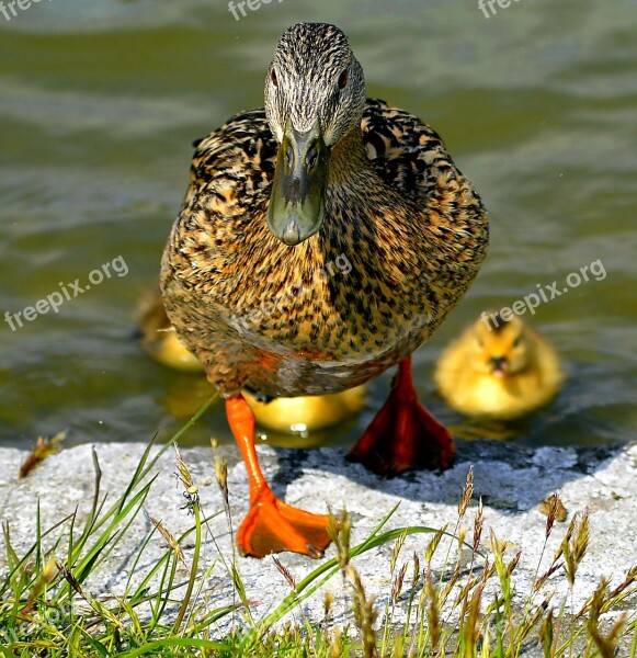 Mallard Mother Ducks Animal Children Solicitous