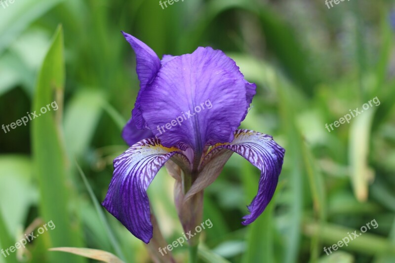 Iris Blue Flower Spring Flower Spring Bulb Spring