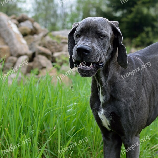 Dog Great Dane Puppy Free Photos