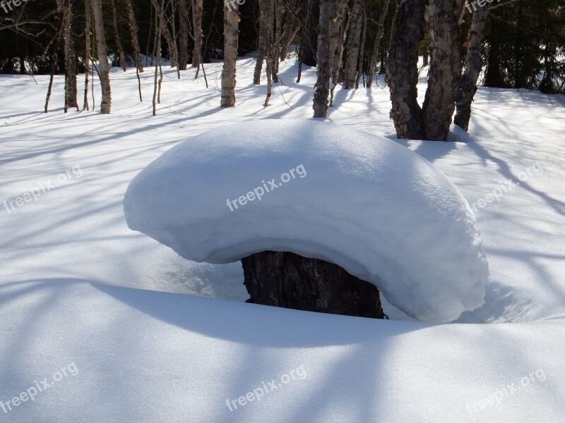 Winter Snow Snowdrifts Forest Stump