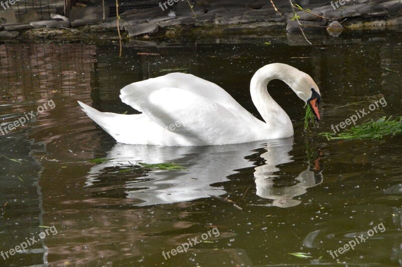 Swan Bird Pond Lake Birds