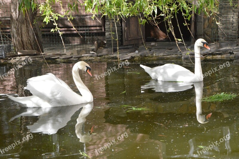 Swans Birds Pond Grace White Swan