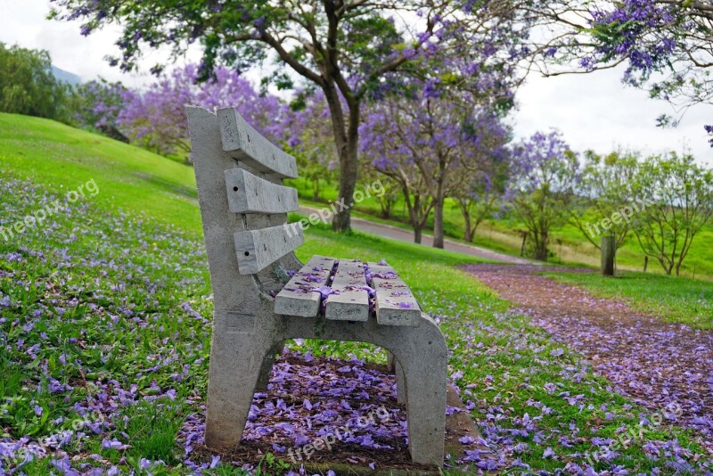 Park Bench Jacaranda Purple Green Free Photos