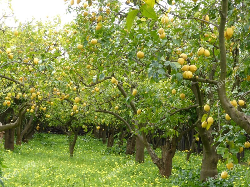 Lemon Grove Lemons Lemon Trees Green Fruit