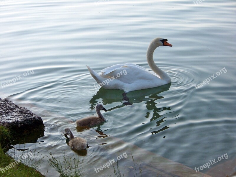 Animals Birds Swans Lake Bled Family