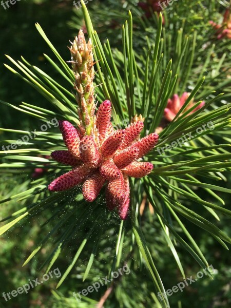 Pine Cone Evergreen Tree Green Branch