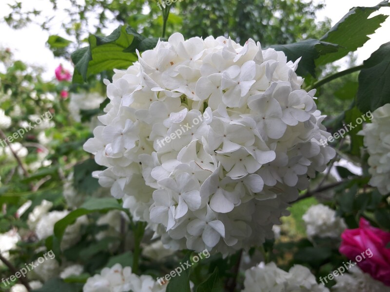 Snowball White Flower Free Photos