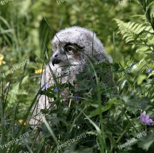 Owl Baby Owl Bird Grass Hiding