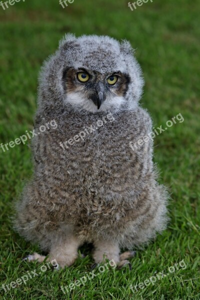 Owl Fluffy Baby Owl Cute Bird