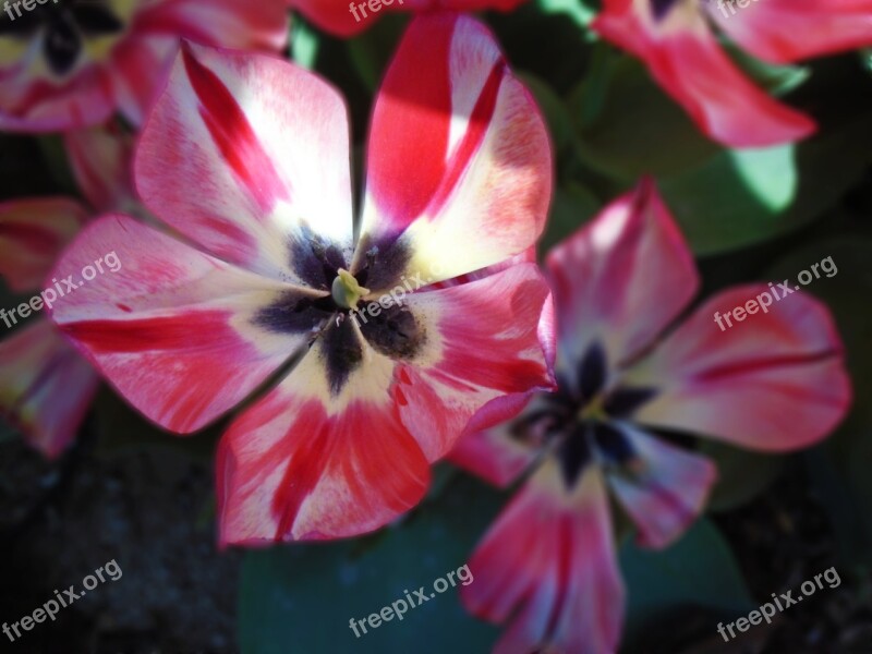 Tropical Flowers Flower Red Floral Garden