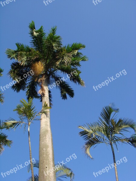 Coconut Tree Blue Day Tropical Free Photos