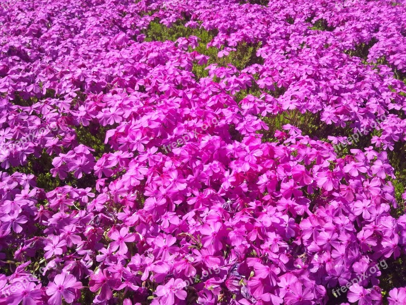 Phlox Pink Flower Gregariousness Flowers Free Photos