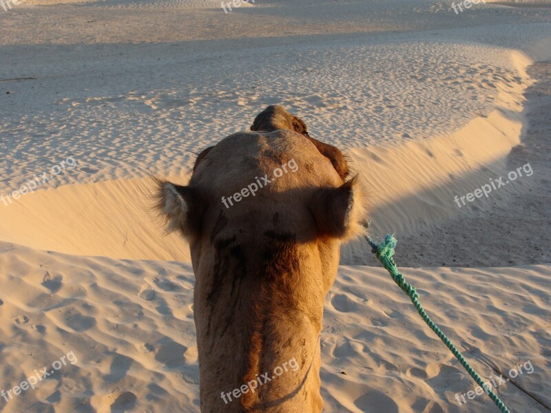 Sand Sahara Camel Africa Hot