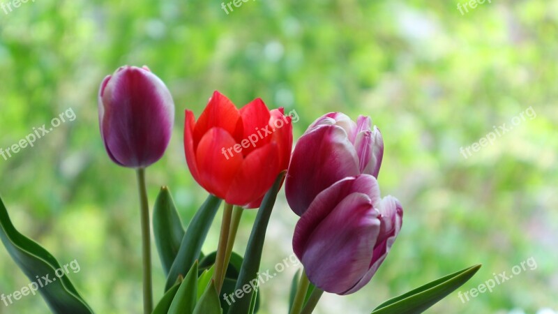 Tulip Flower Red Spring Flower Flowers